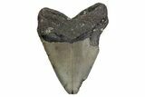Fossil Megalodon Tooth - North Carolina #380155-2